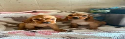 Cocker Spaniel Inglés perros en venta: CACHORRAS COCKER INGLÉS DORADAS  - Anuncio 8