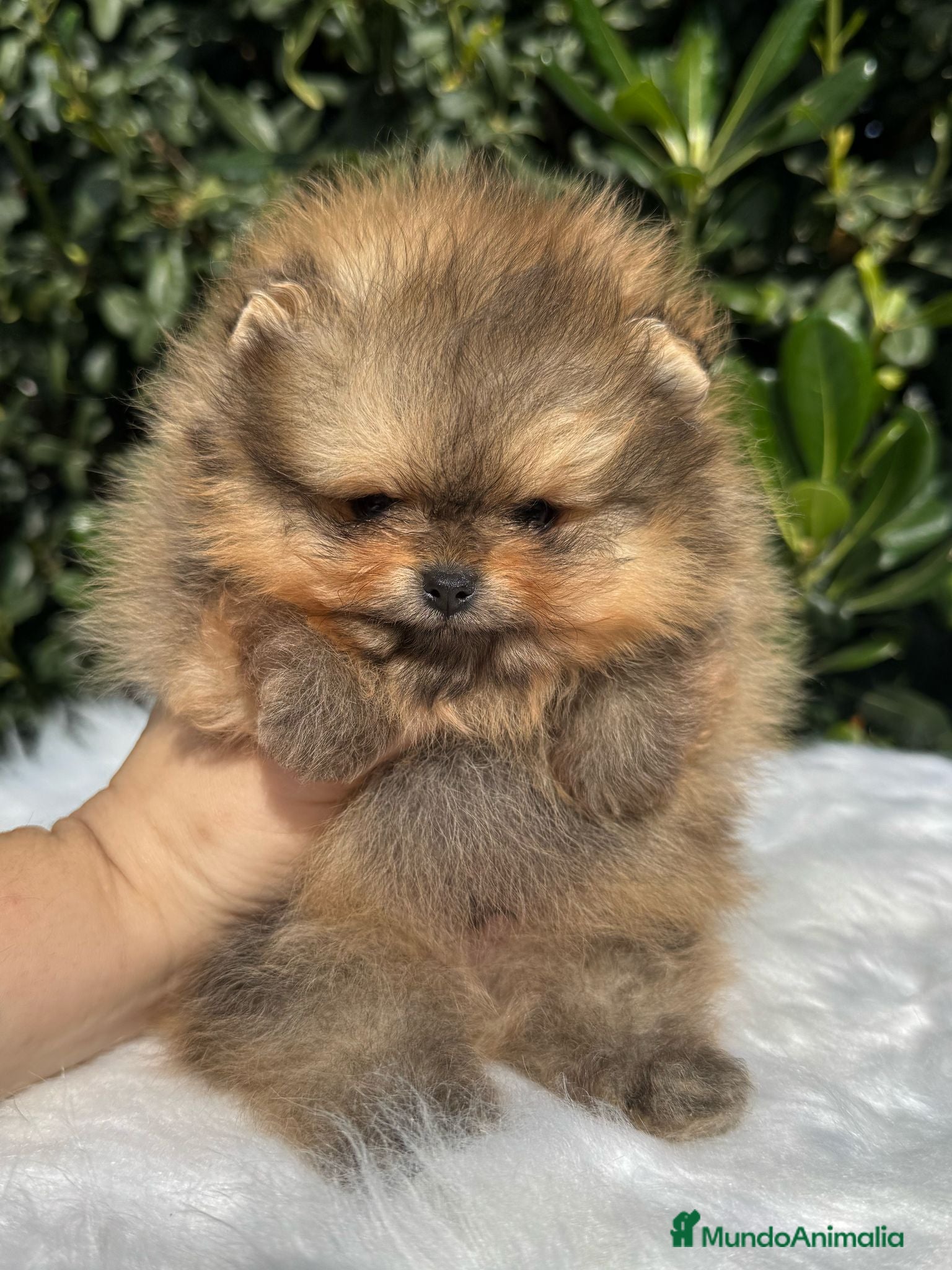 Pomerania perros AUTENTICOS POMERANIA, LOS MAS MINIATURAS. en Málaga - Anuncio 2