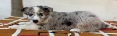 Border Collie blue merle 