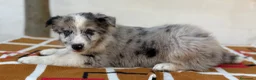 Border Collie perros en venta: Border Collie – Cachorros tranquilos 🐾 - Anuncio 5