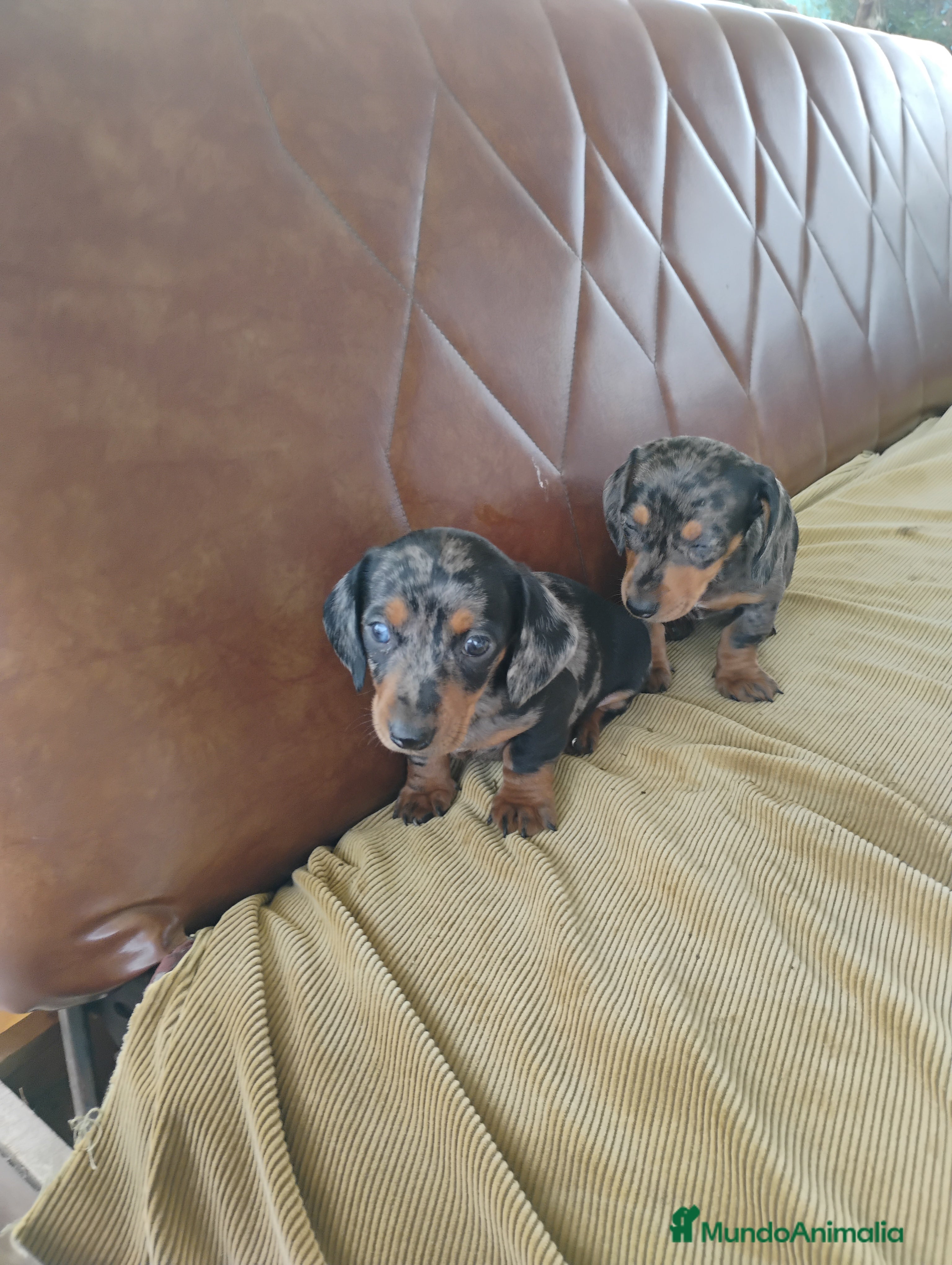 Teckel Miniatura perros Cachorros teckel miniatura  - Anuncio 1