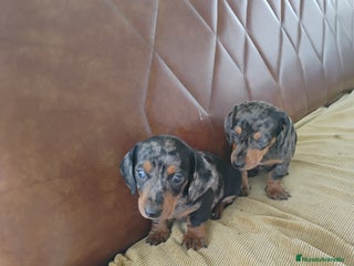 Teckel Miniatura perros Cachorros teckel miniatura - Anuncio 1