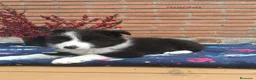 Border Collie perros en venta: Preciosa camada border collie - Anuncio 4