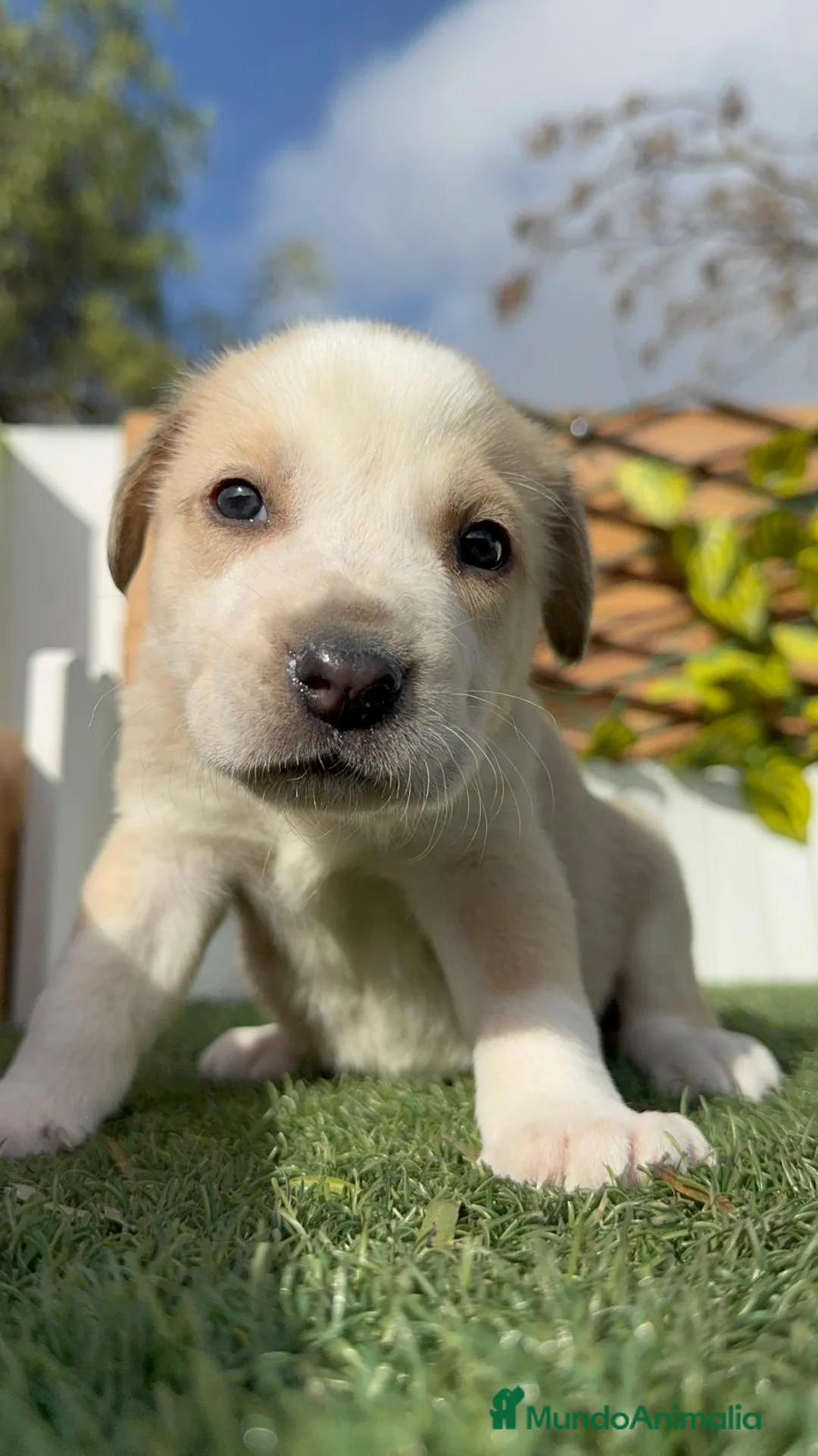 Mastín Español perros en venta: MASTIN ESPAÑOL - Anuncio 7