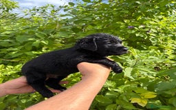 Labrador Retriever perros en venta: Labrador blanco macho - Imagen 4