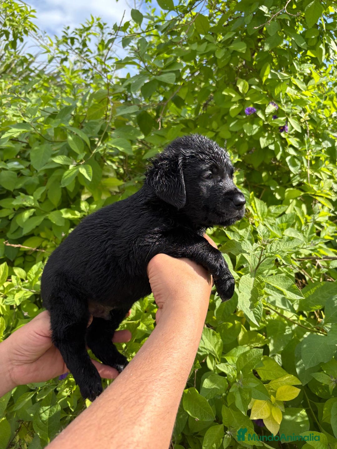 Labrador Retriever perros en venta: Labrador blanco macho - Imagen 4