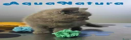 Británico de Pelo Corto Azul gatos en venta: British Hembra de Marlon y Skay 6330 AQUANATURA - Anuncio 6