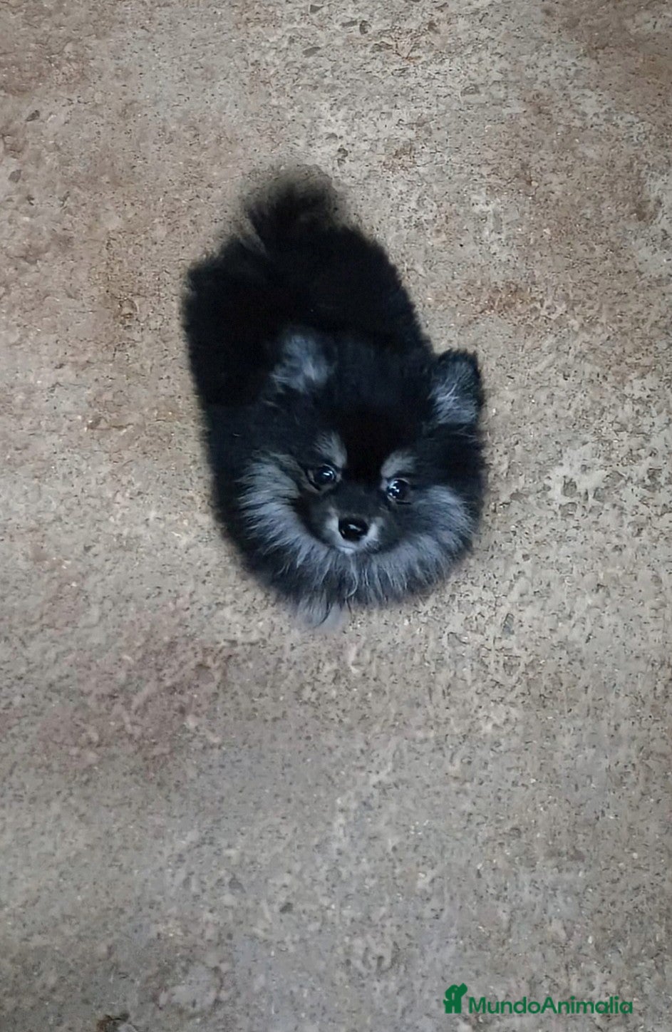 Pomerania perros POMERANIA MACHO CHIQUITÍN - Anuncio 31