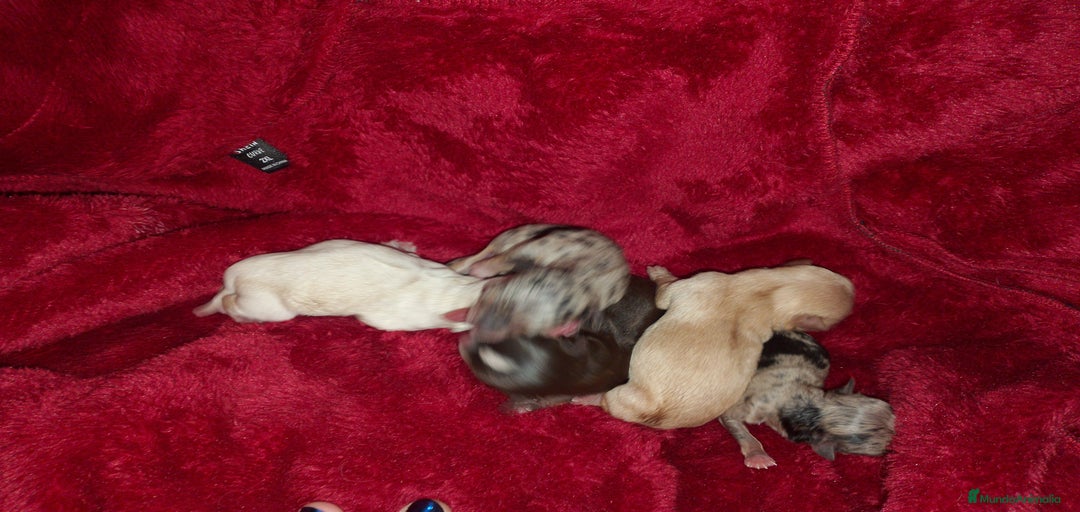 Imagen de galería {{count}}