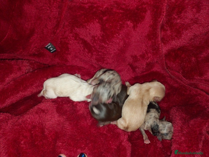 Imagen de galería {{count}}