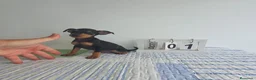 Pinscher Miniatura perros en venta: Pincher miniatura  - Anuncio 2