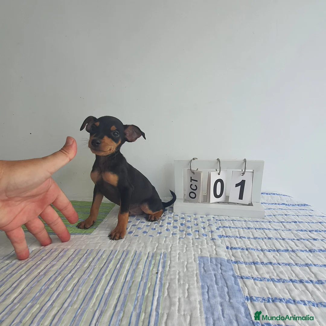 Pinscher Miniatura perros en venta: Pincher miniatura  - Anuncio 2