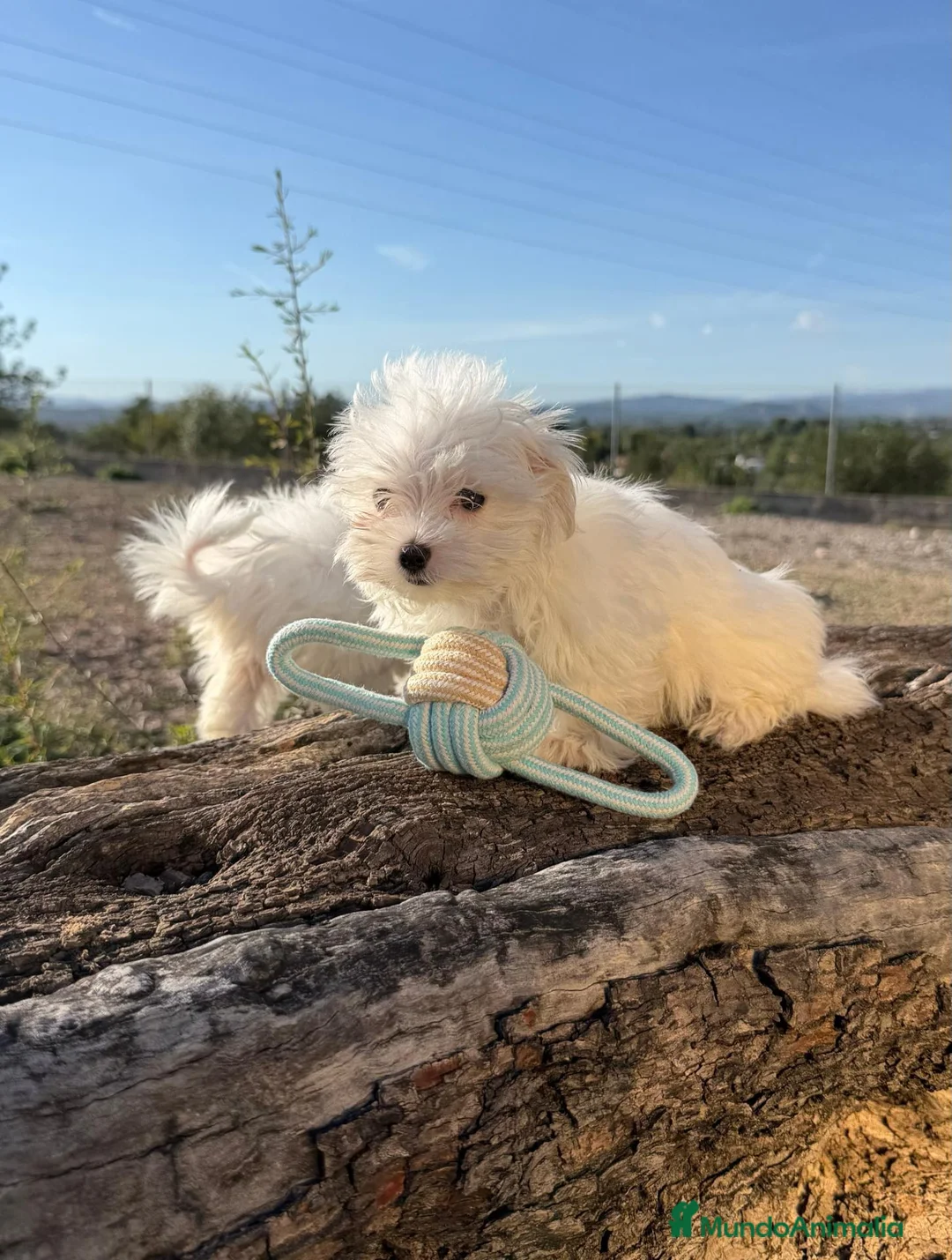 Bichón Maltés perros en venta: BICHÓN MALTÉS - HEMBRAS DISPONIBLES ✅ - Anuncio 2