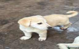 Labrador Retriever perros en venta: Labrador retriever macho  - Anuncio 8