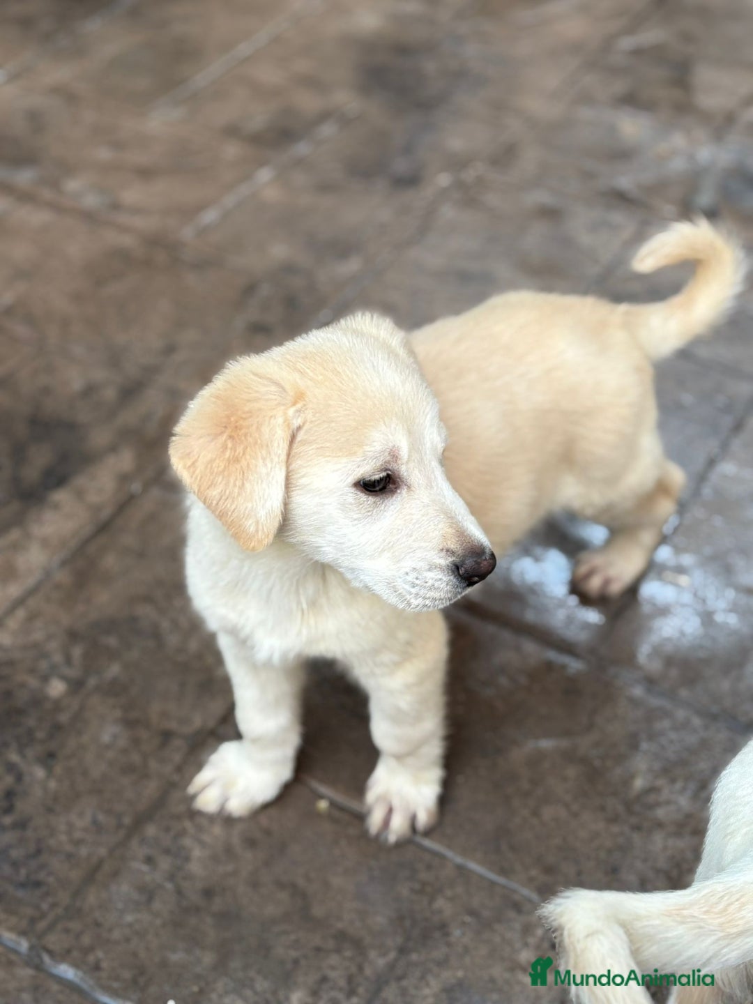 Labrador Retriever perros en venta: Labrador retriever macho  - Anuncio 8