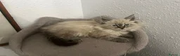 Siberiano gatos en venta: Siberianos  - Anuncio 3