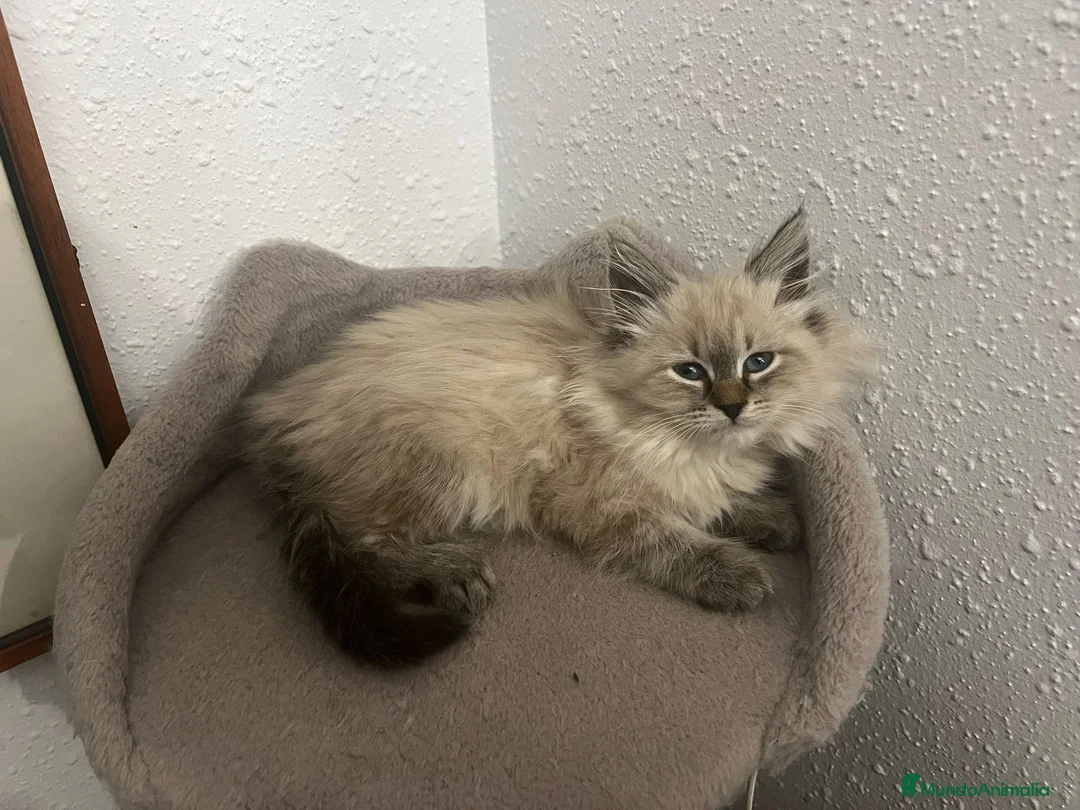 Siberiano gatos en venta: Siberianos  - Anuncio 3