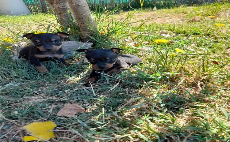 Pinscher Miniatura perros - Anuncio 1