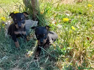 Pinscher Miniatura perros Pincher miniatura - Anuncio 27