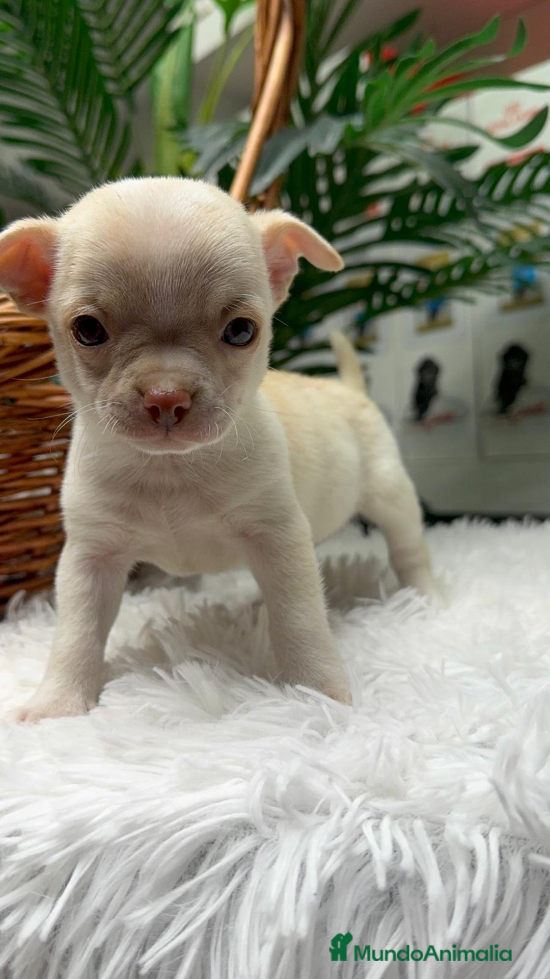 Chihuahua perros en venta: CHIHUAHUA MACHO - Anuncio 11