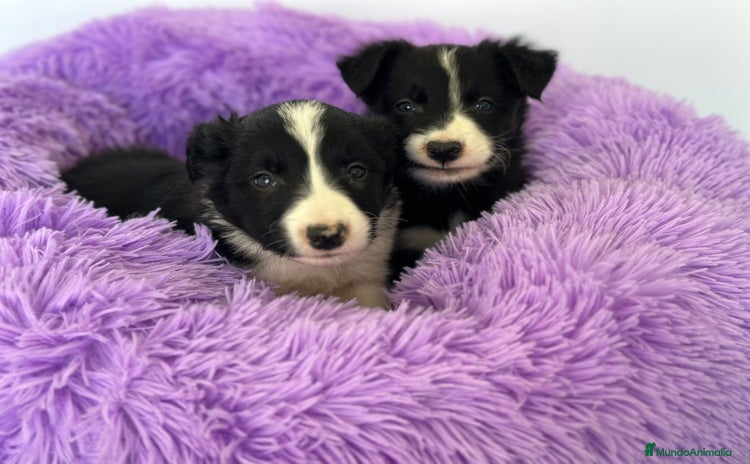 Border Collie perros - Propaganda 4