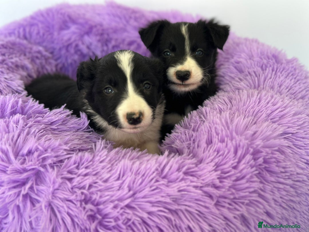 Border Collie perros en venta: BORDER COLLIE - Imagen 1