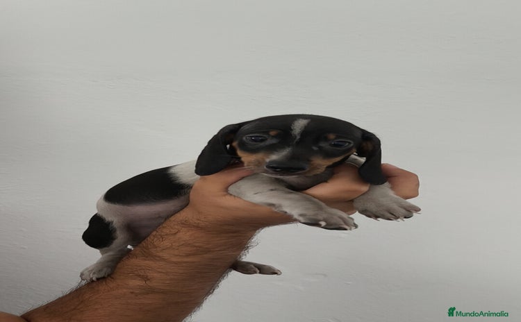 Teckel Miniatura perros - Anuncio 2