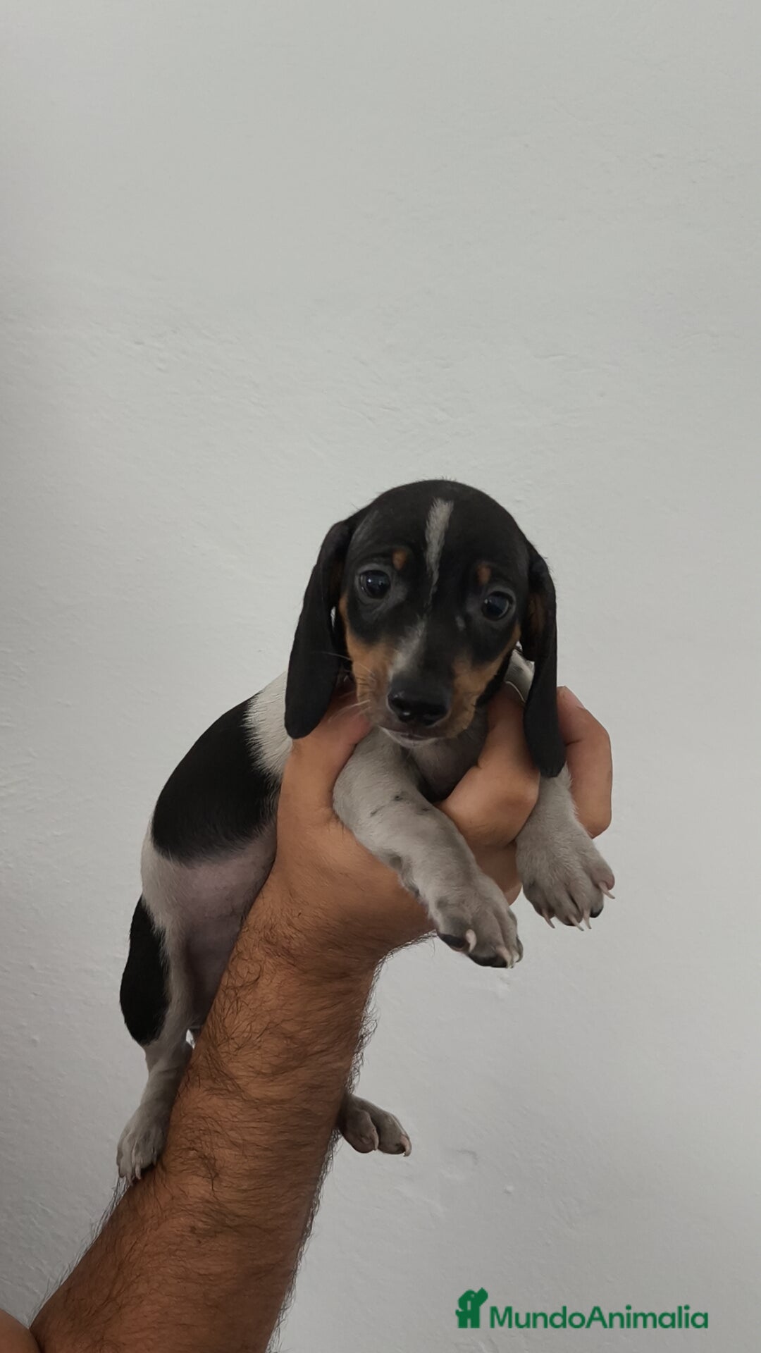 Teckel Miniatura perros en venta: Teckel mini pielbad y exóticos  - Imagen 1