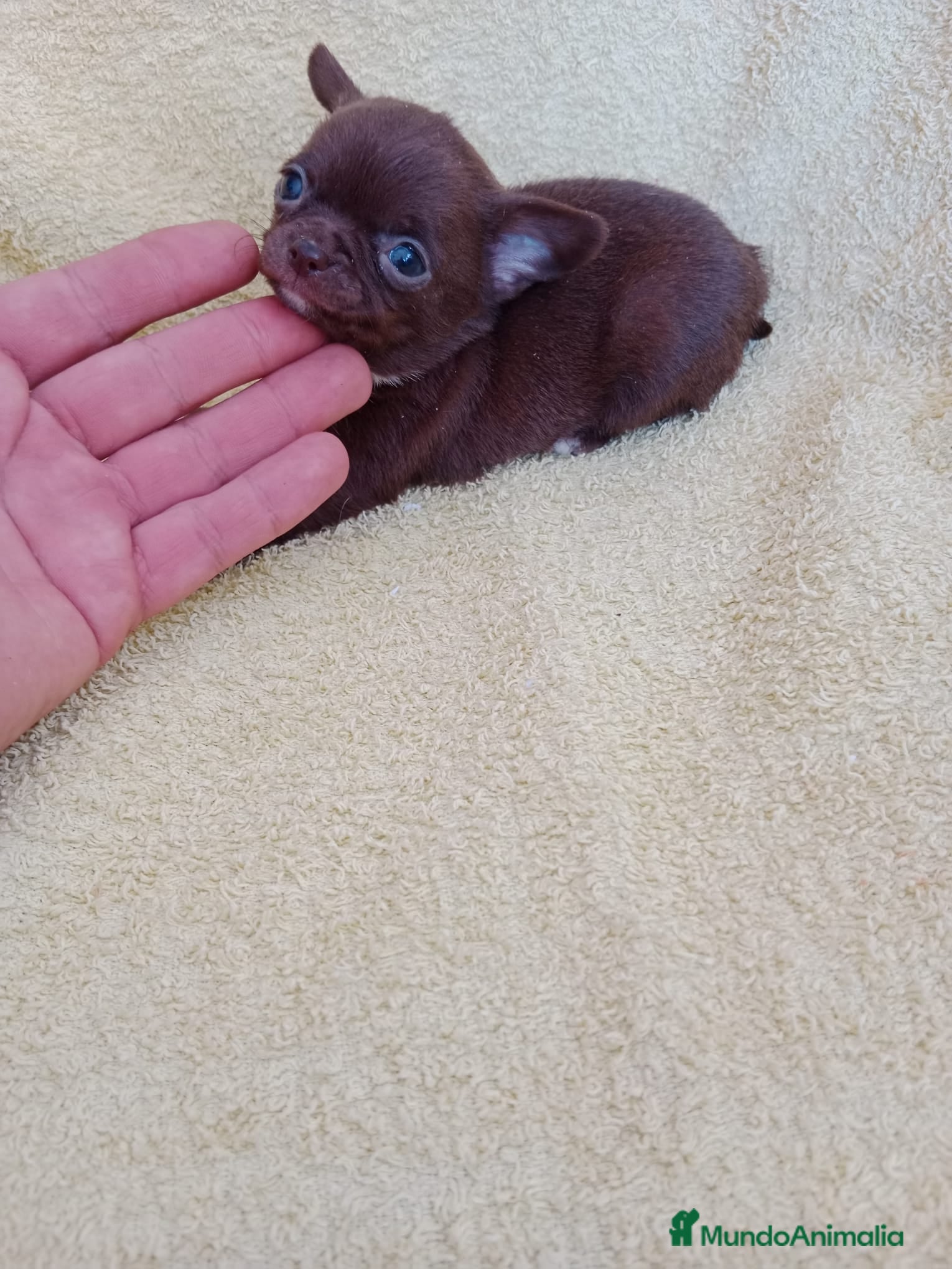 Chihuahua perros preciosos chuhuahuas caveza de manzana  - Anuncio 1