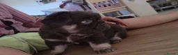 Bulldog Francés perros en venta: Bulldog frances fluffy - Anuncio 2