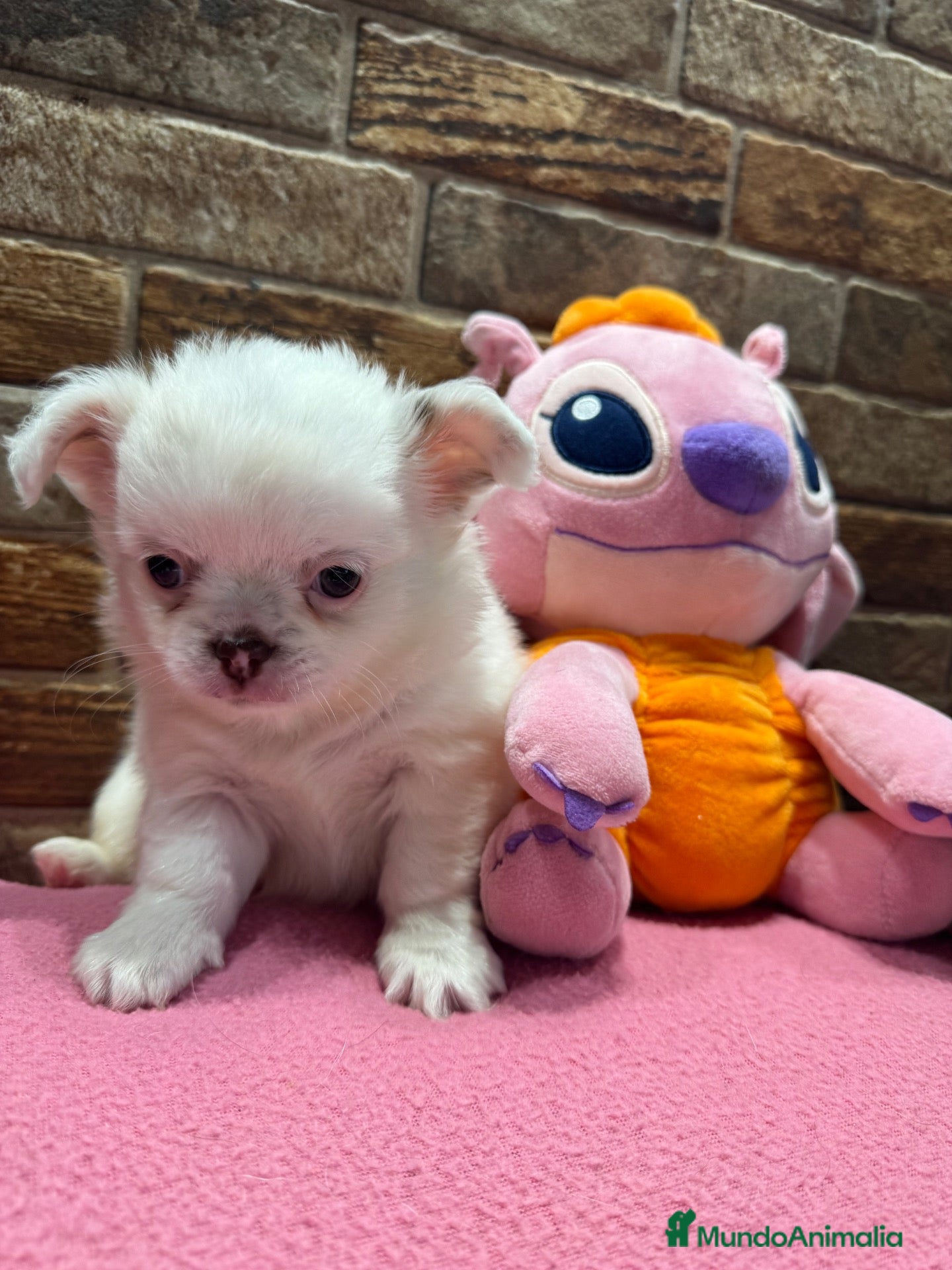 Chihuahua perros Chihuahuas pelo largo  - Anuncio 1