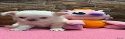 Chihuahua perros en venta: Chihuahuas pelo largo  - Anuncio 1