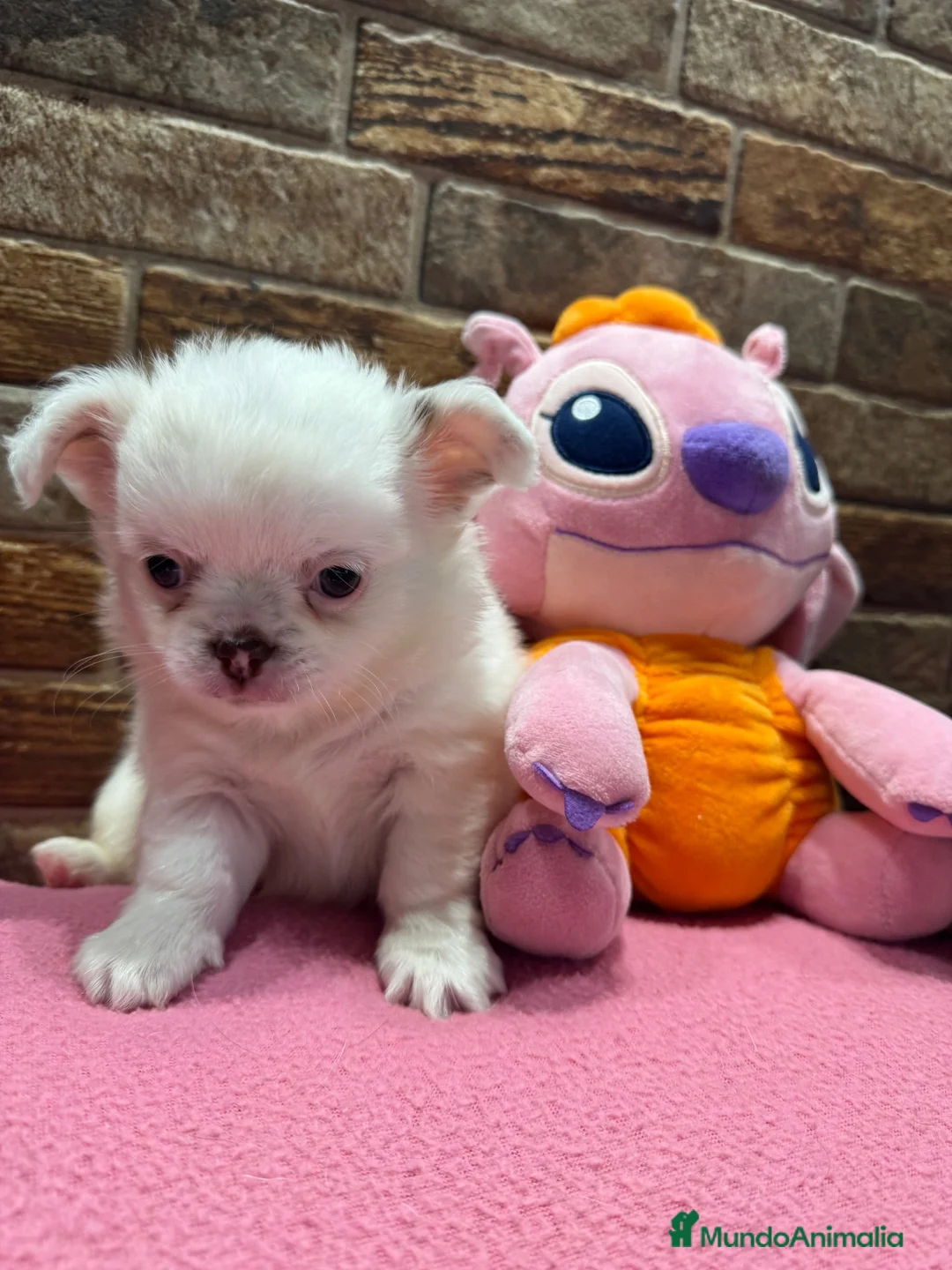 Chihuahua perros en venta: Chihuahuas pelo largo  - Anuncio 1