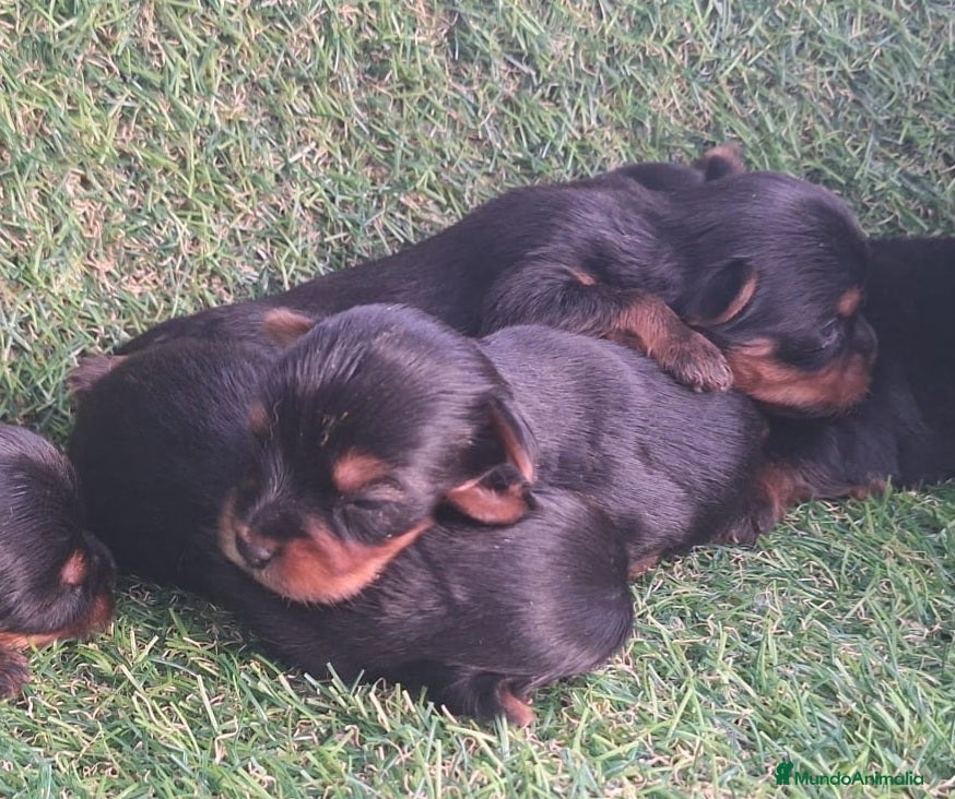Yorkshire Terrier perros Yorkshire terrier - Anuncio 1