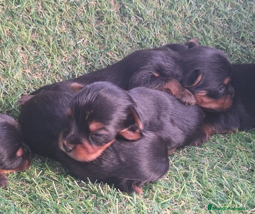 Yorkshire Terrier perros en venta: Yorkshire terrier - Anuncio 1