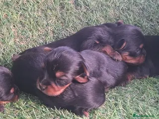 Yorkshire Terrier perros Yorkshire terrier - Anuncio 1