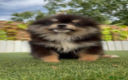 Pomerania perros en venta: POMERANIA HEMBRA - Imagen 3