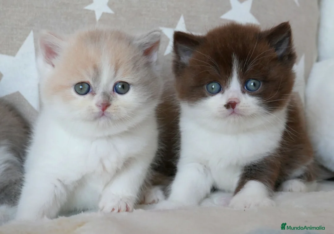 Británico de Pelo Corto gatos en venta: British Shorthair y Longhair – Criadero familiar - Anuncio 2