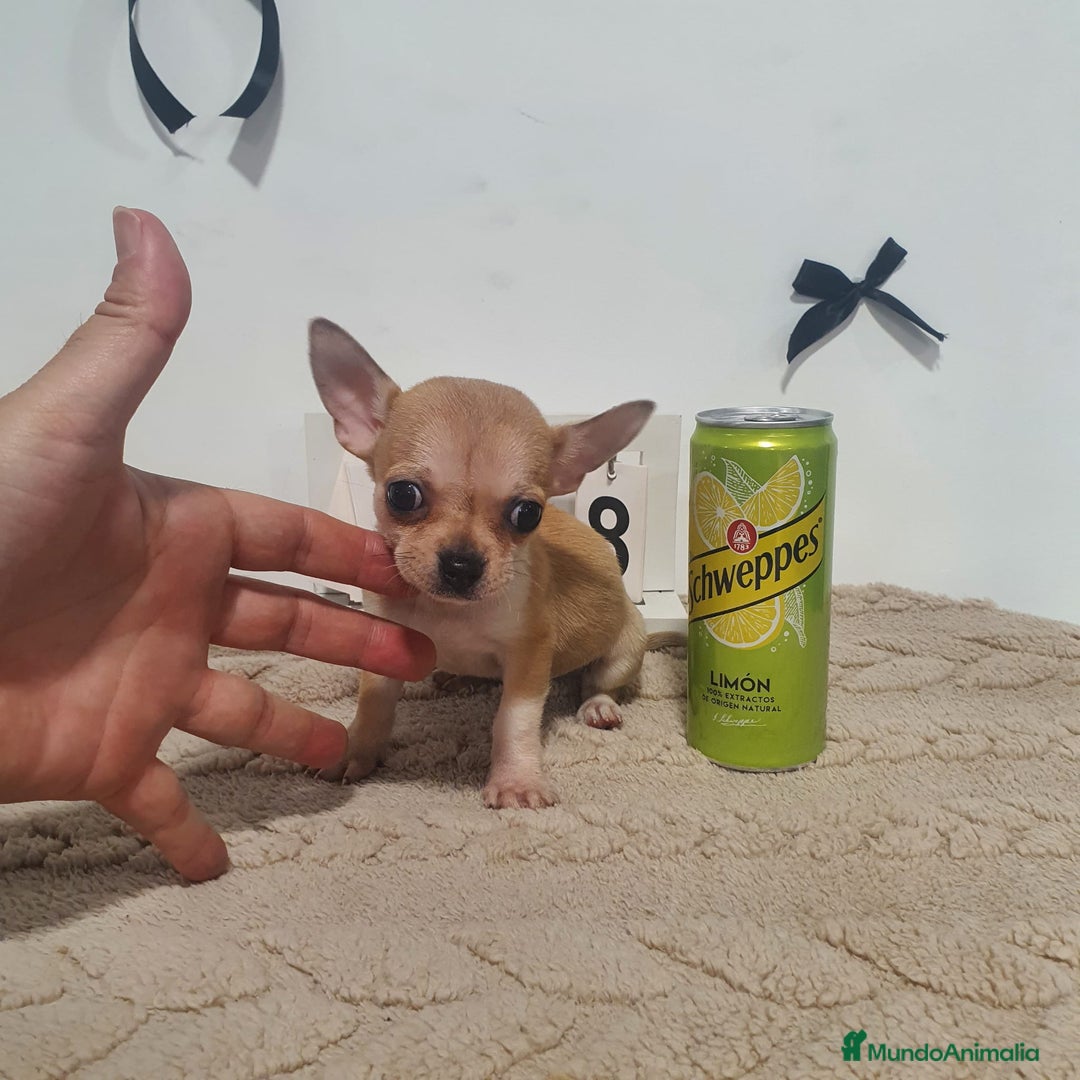 Chihuahua perros en venta: Chihuahua miniatura  - Anuncio 7