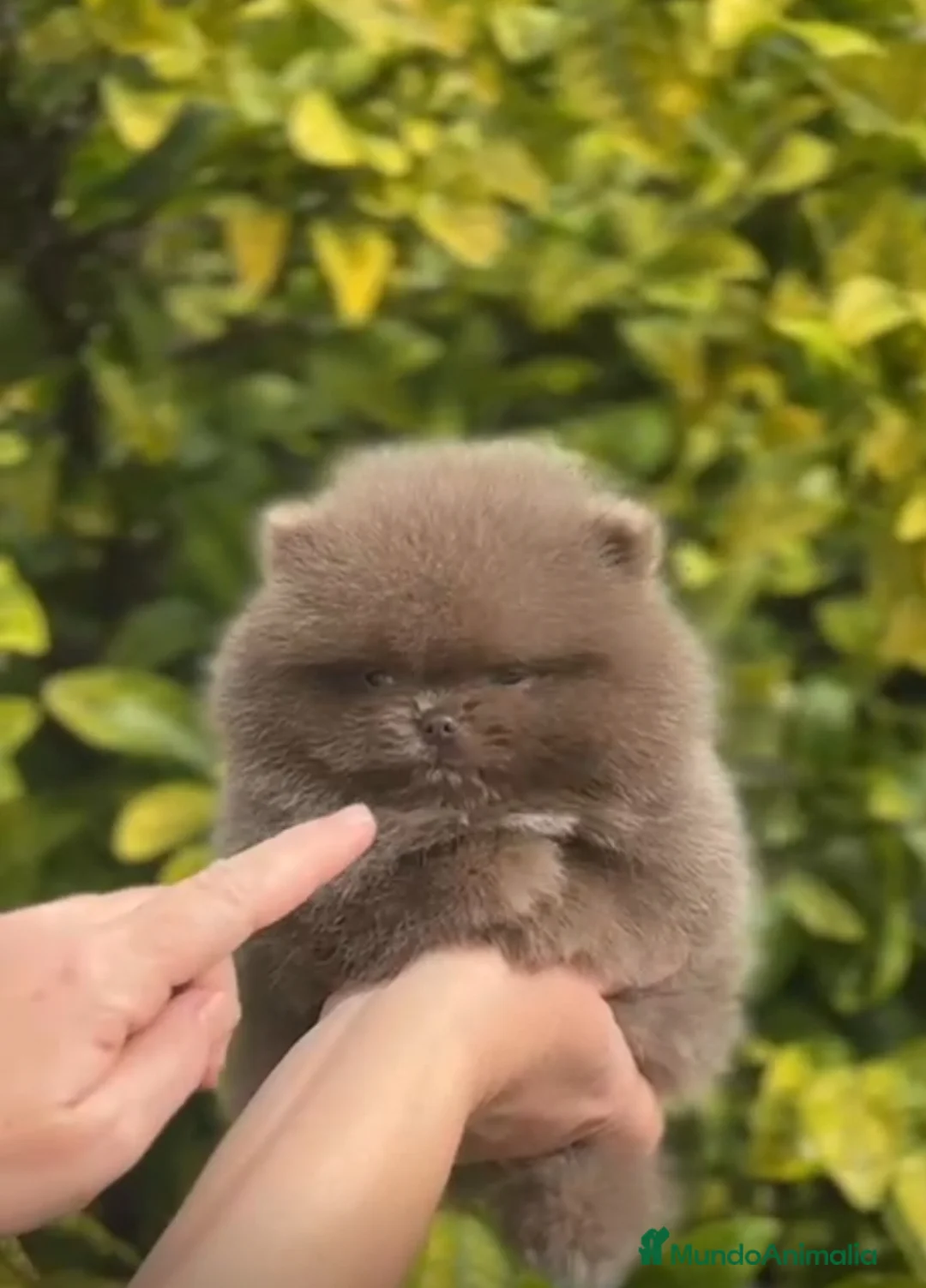 Pomerania perros en venta: LULÚ DE POMERANIA  - Anuncio 2