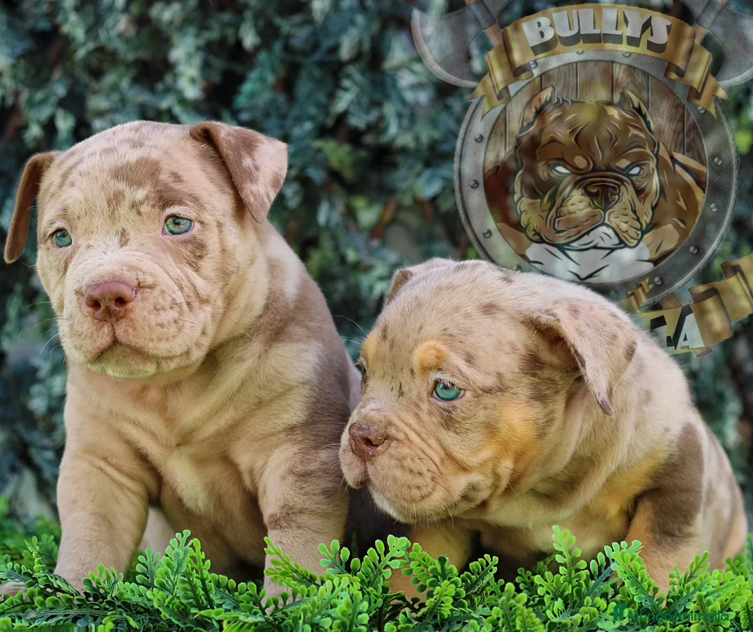 American Bully perros en venta: CRIA PROFESIONAL AMERICAN BULLY  622 41 47 93 en Sevilla - Anuncio 5