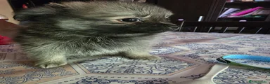 Pomerania Cachorro 4