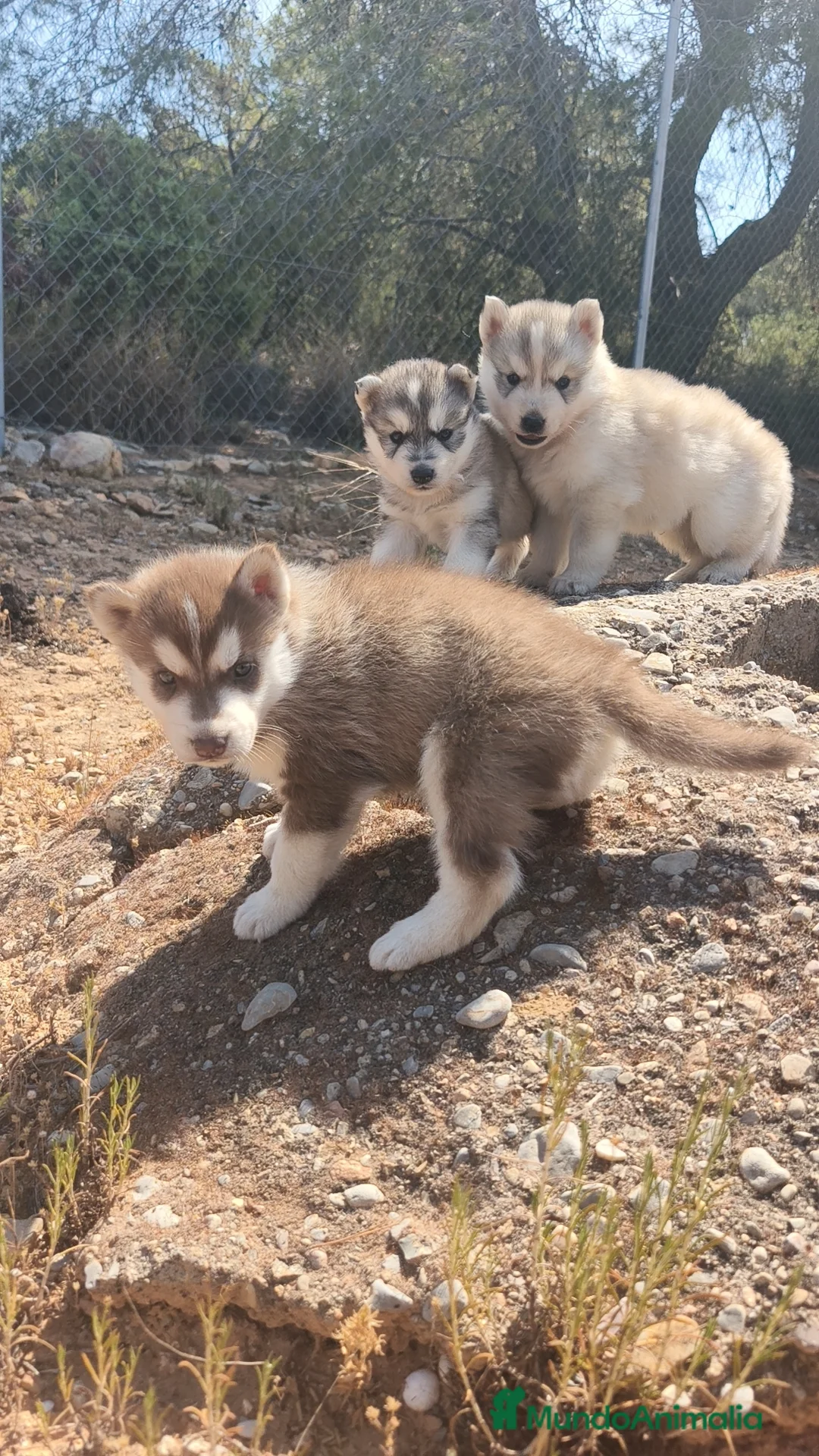 Husky Siberiano perros en venta: Husky SIBERIANO Macho y Hembra disponibles  - Anuncio 1