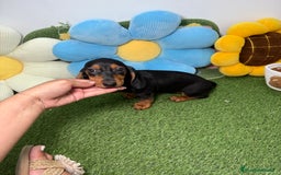 Teckel Miniatura perros en venta: Hembra y Macho Teckel Kaninchen Negro y Fuego - Imagen 2