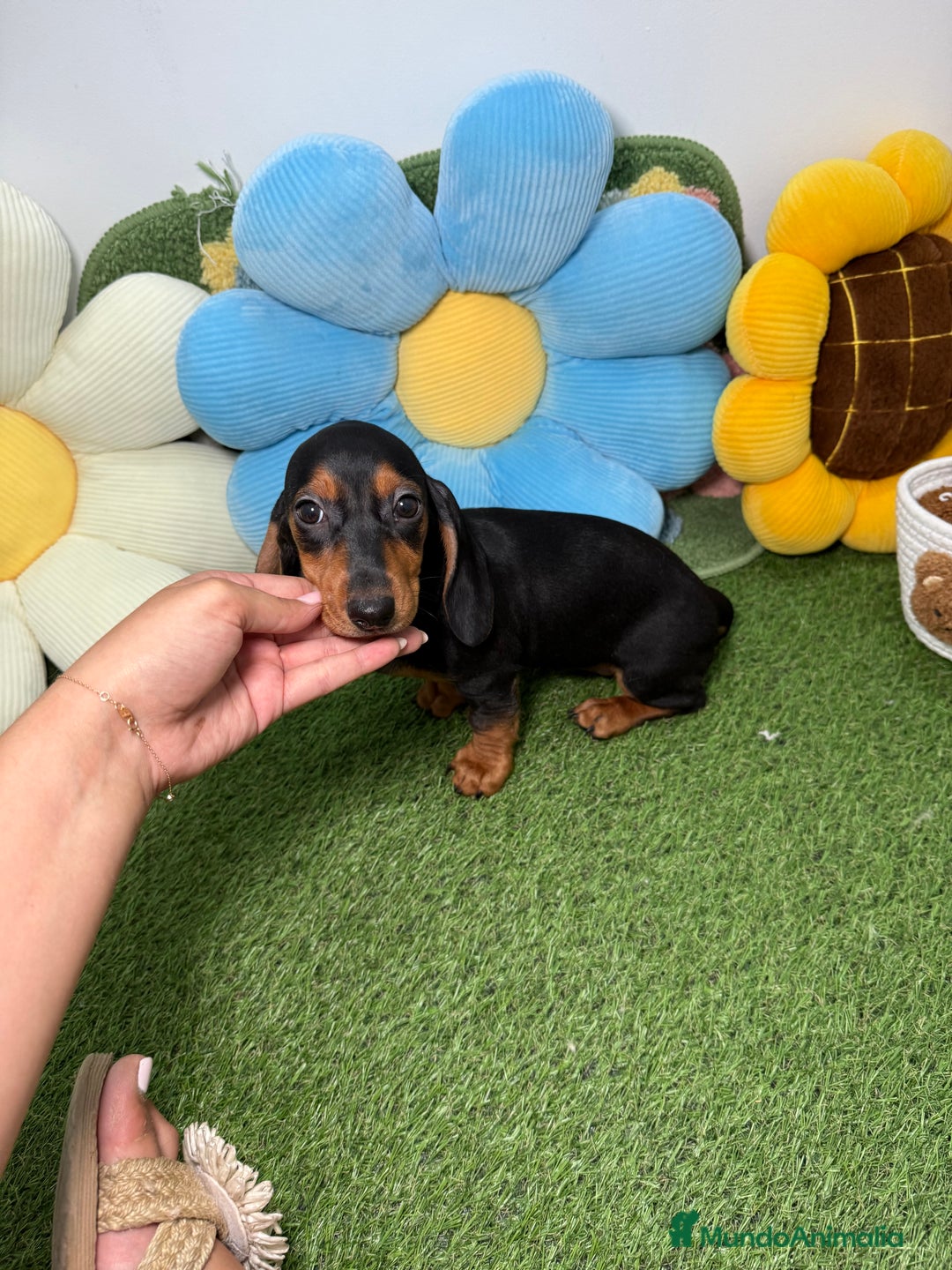 Teckel Miniatura perros en venta: Hembra y Macho Teckel Kaninchen Negro y Fuego - Imagen 2