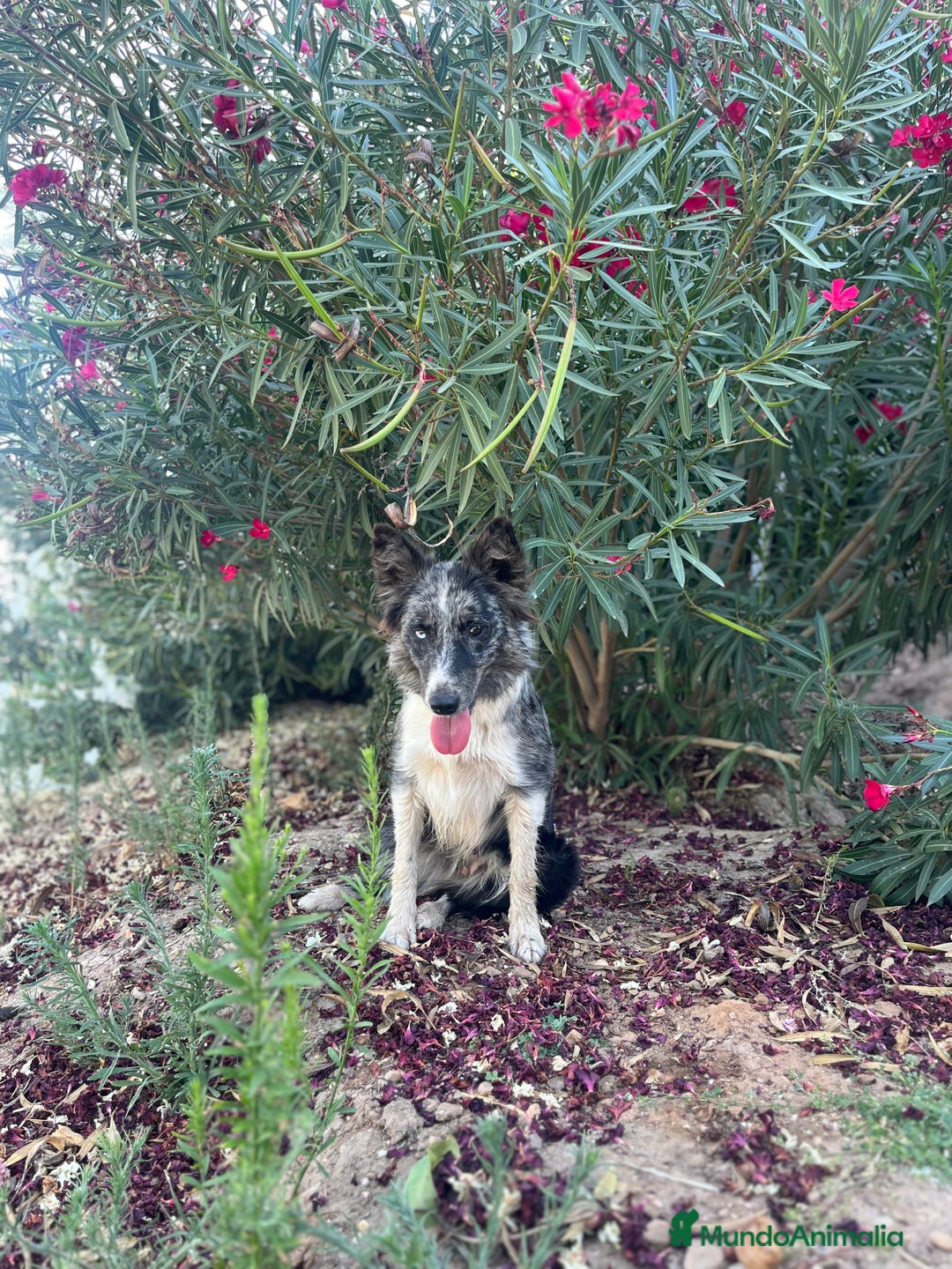 Border Collie perros en venta: Camada de Border collie  - Imagen 11