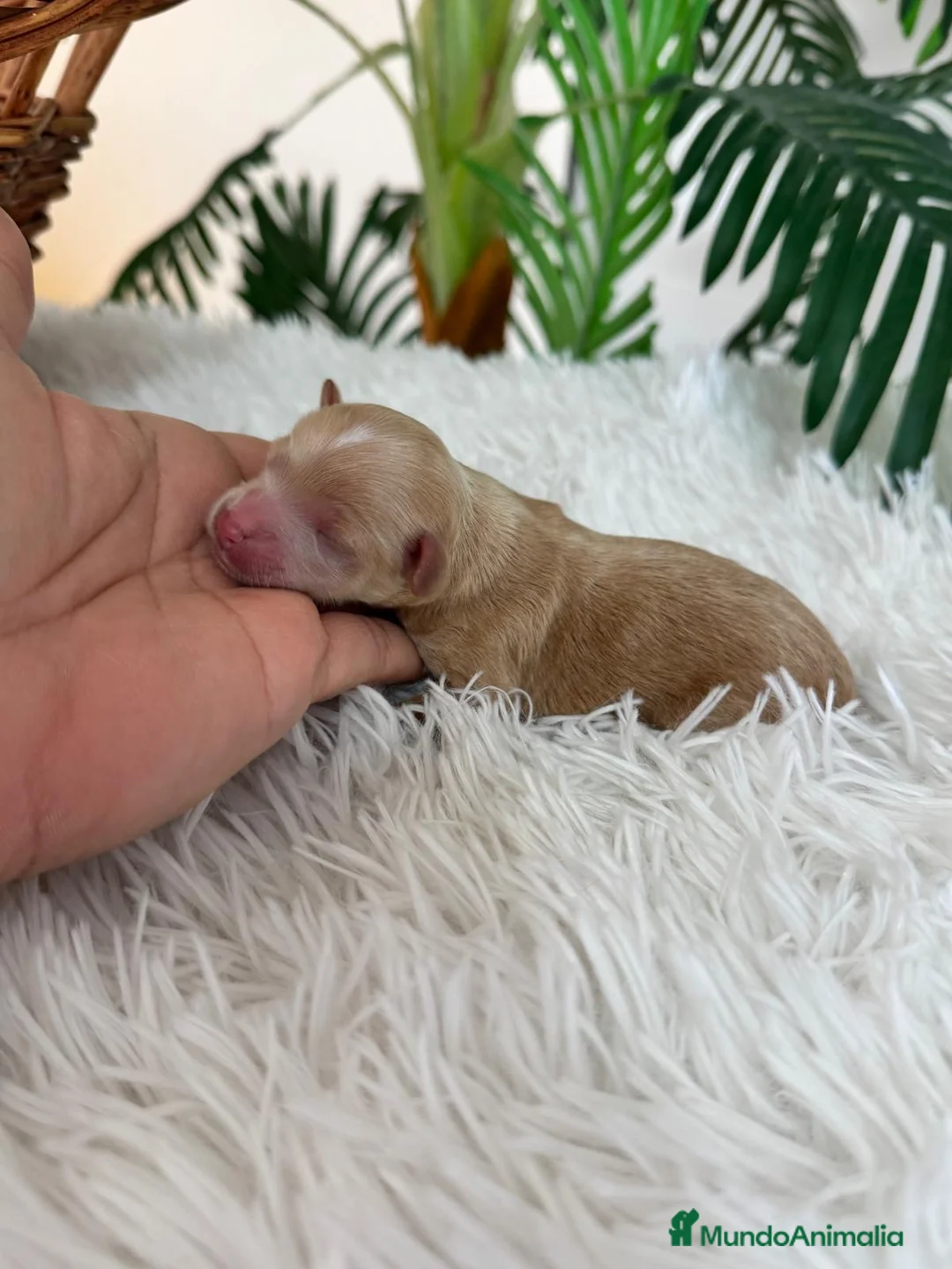 Maltipoo perros en venta: MALTIPOO MACHO - Anuncio 6