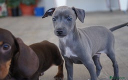 Pequeño Lebrel Italiano perros en venta: 🐾 Sirius y Selena – Galgos italianos 🐾 - Imagen 9