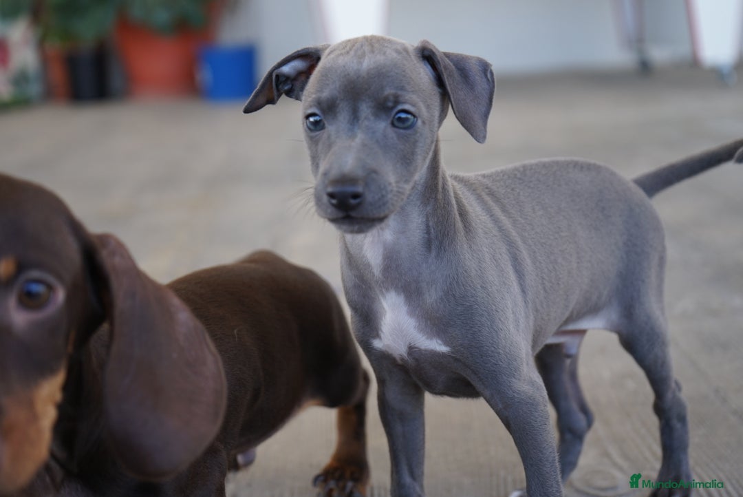 Pequeño Lebrel Italiano perros en venta: 🐾 Sirius y Selena – Galgos italianos 🐾 - Imagen 9