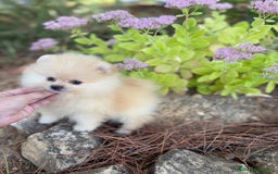 Pomerania perros en venta: Pomerania listos para entregar!!! - Imagen 1